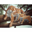 Royal Langnickel számfestő készlet "Afrikai leopárd" 29 × 39 cm
