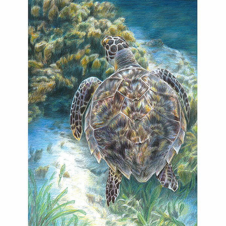 Royal Langnickel számozott színező, színesceruzákkal Tengeri teknős 22×30 cm